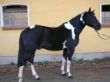Onyx Dezember 2006.jpg